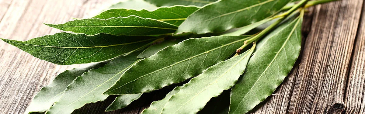 Erbe_aromatiche_alloro_subcategoria_1200 Erbe_aromatiche_alloro_subcategoria_1200