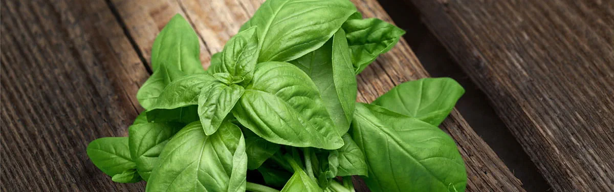 Erbe_aromatiche_basilico_subcategoria_1200 Erbe_aromatiche_basilico_subcategoria_1200