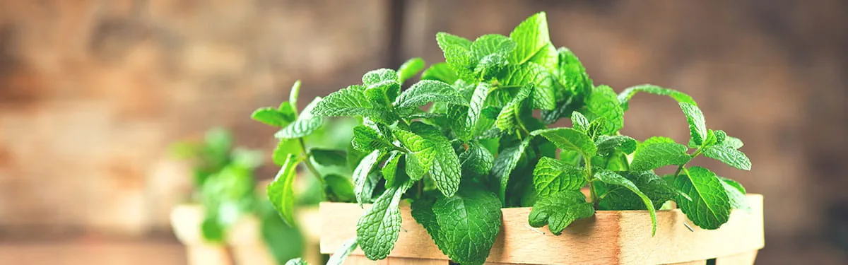 Erbe_aromatiche_menta_subcategoria_1200 Erbe_aromatiche_menta_subcategoria_1200