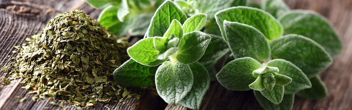 Erbe_aromatiche_origano_subcategoria_1200 Erbe_aromatiche_origano_subcategoria_1200