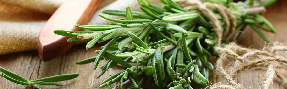 Erbe_aromatiche_rosmarino_subcategoria_1200 Erbe_aromatiche_rosmarino_subcategoria_1200