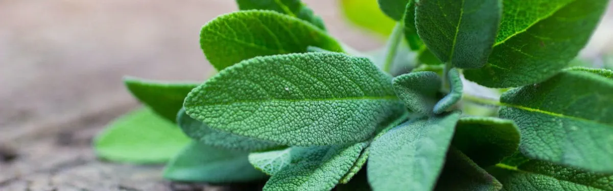Salvia_1200 Salvia_1200