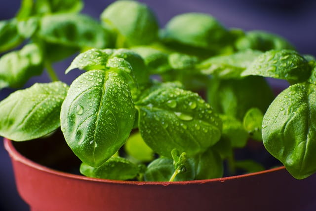 Basil: A Brief Summary of Potential Health Benefits