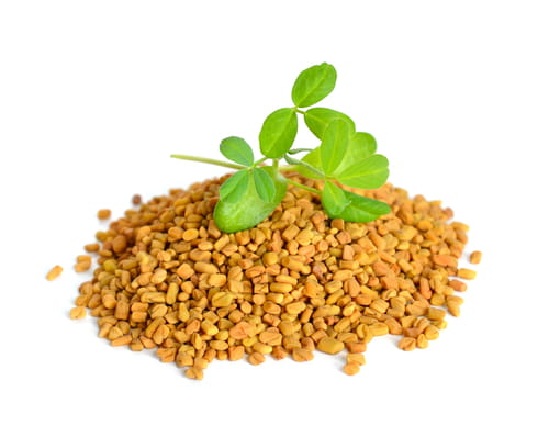 Fenugreek: Overview of Potential Health Benefits