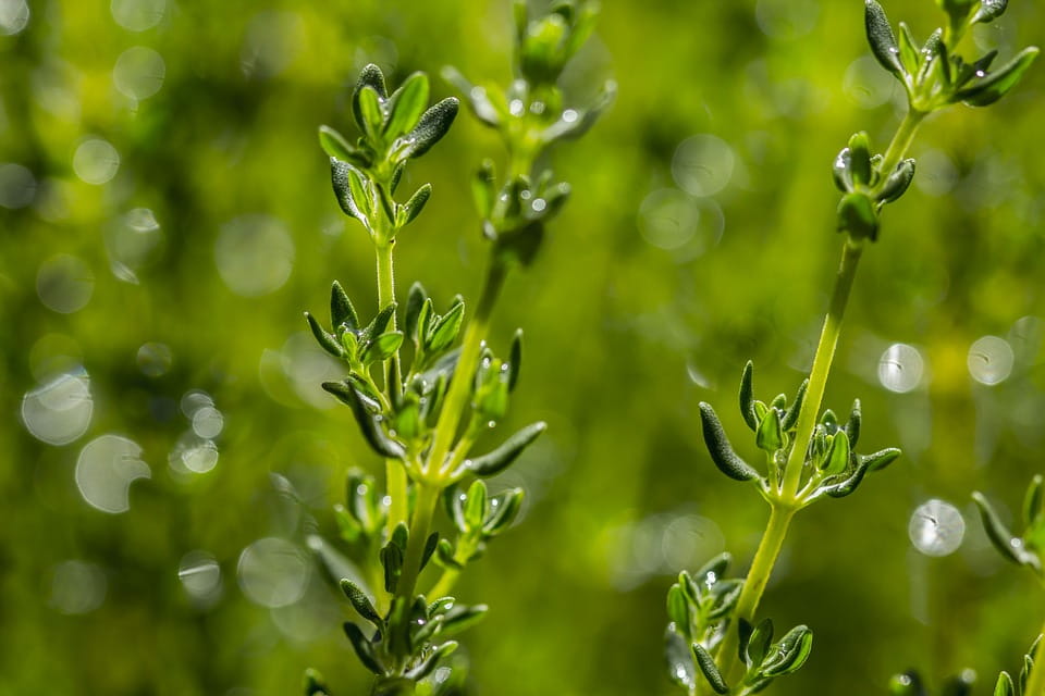 Thyme: History, Applications, and Overview of Potential Health Benefits