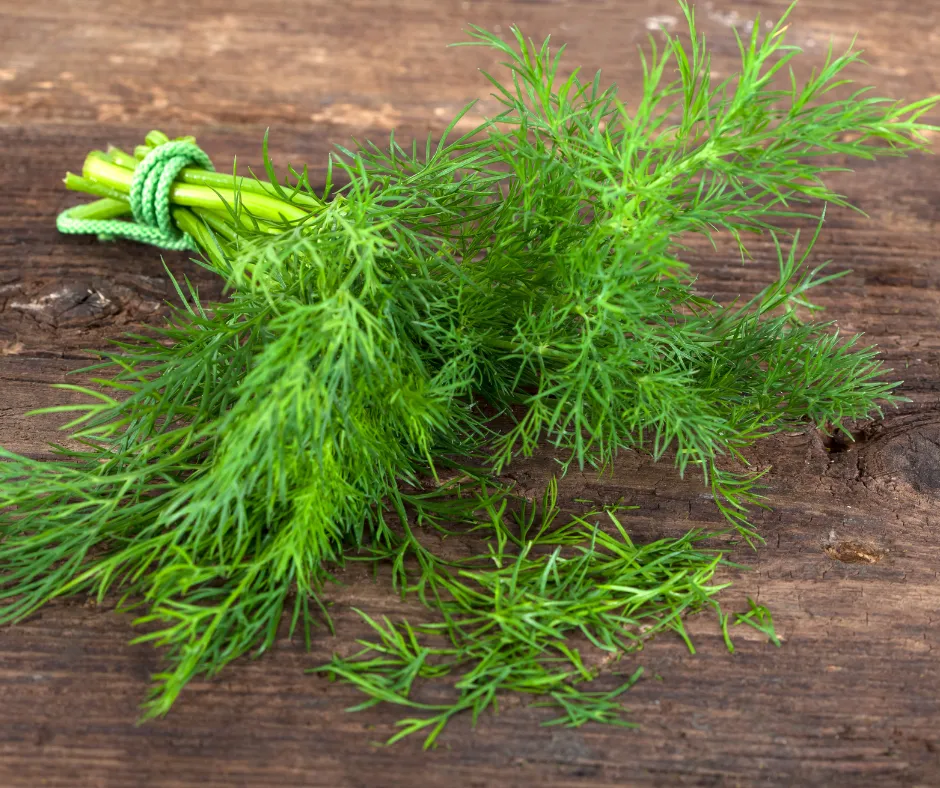 Dill: Potential Health Benefits