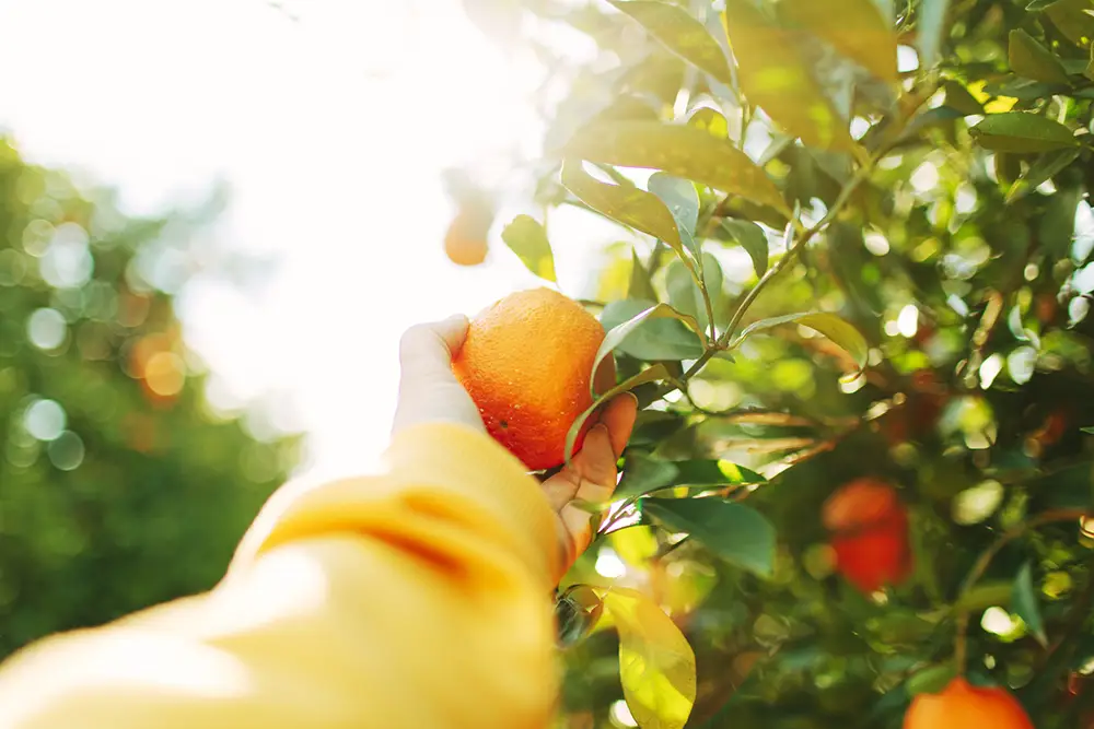picking-orange-off-treee-sustainable-yellow-orange-closeup